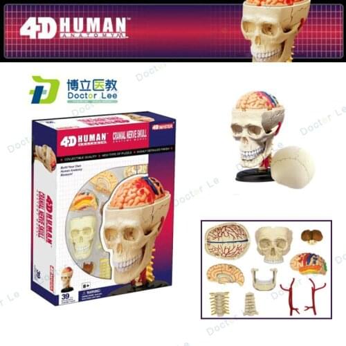 4D master anatomical model of human structure Wisdom toys gift skin skull respiratory system reproduction