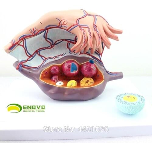 ENOVO Ovary uterine model medical gynecology teaching ovary structure model female reproductive system