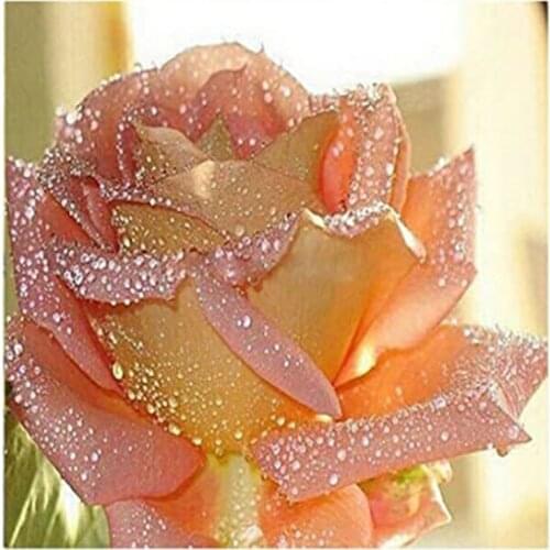 SenyuArt DIY Diamond Painting Full Square Round Drill Rhinestones Embroidery Rose Flower Cross Stitch Mosaic Home Decor Paitings