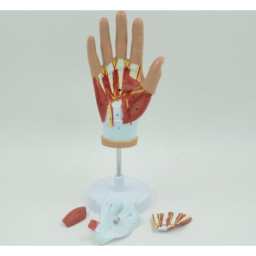 Hand Muscle anatomy model 4 parts with Palmoplantar and palmar muscles nerve