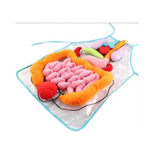 New Educational Insights Toys For Children Anatomy Apron Human Body Organs Awareness Preschool Science Home School Teaching Aids
