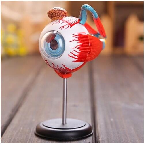 Master 4D eye model 32 pcs assembled human anatomy model new 3D structure of the eye puzzle free shipping