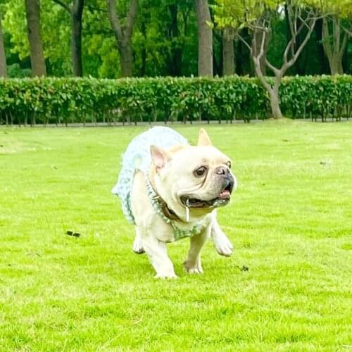 Fashion Pet Dog Princess Dress for Small Medium Dogs New Style French Bulldog Sling Skirt Puppy Pet Dresses PDC0098