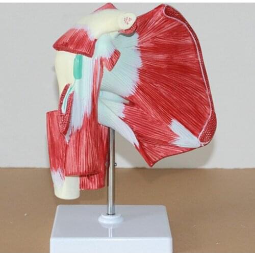 Shoulder joint with muscle anatomical model Upper limb deep muscle model
