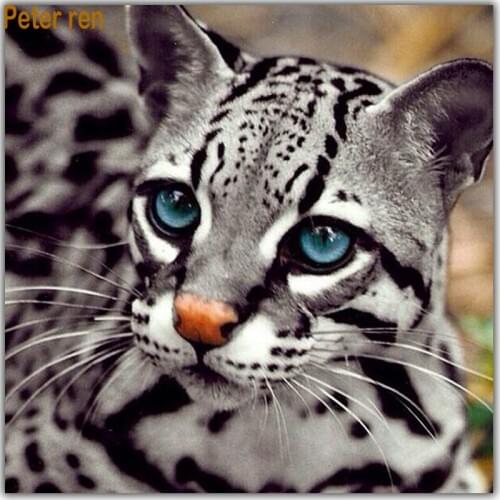 Peter ren Diamond Embroidery Cross Stitch Kit Diy Diamond painting cat 3d square Diamond mosaic pasted canvas fashion decoration