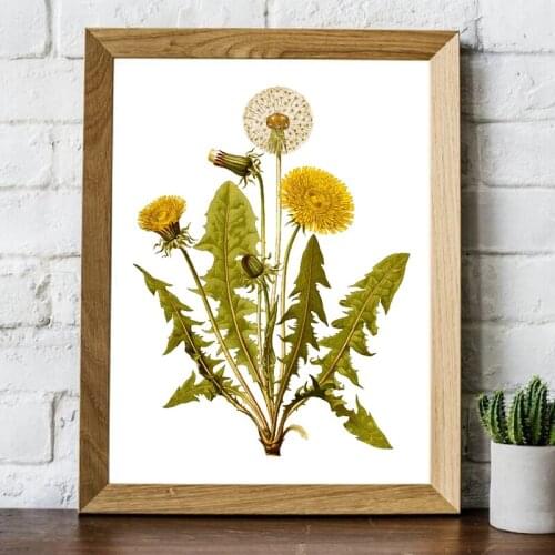 Dandelion Flower Print Vintage Herb Botanical Poster Wall Art Floral Plant Picture Kraft paper poster