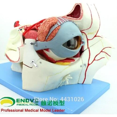 ENOVO Human body sensory apparatus eyeball anatomical model eye tissue model eye medicine eyelid tear gland