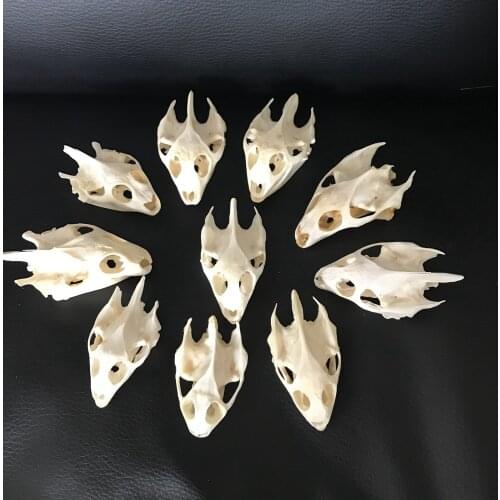10pcs Natural real Turtle skull head Crafts Jewlery,Educational Taxidermy,Oddity Craft Art