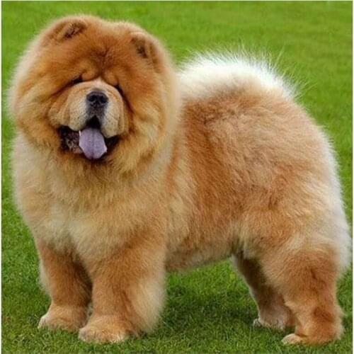 Full Square/round 5D DIY Diamond Painting"Chow Chow Dog"Diamond Embroidery Sale picture of Rhinestones Mosaic Home Decoration