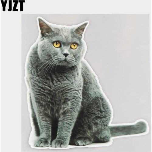 YJZT 18.2×19.3CM British Shorthair Cat Animal Scratch Occlusion Stickers Funny Cartoon Car Accessories 21A-0006