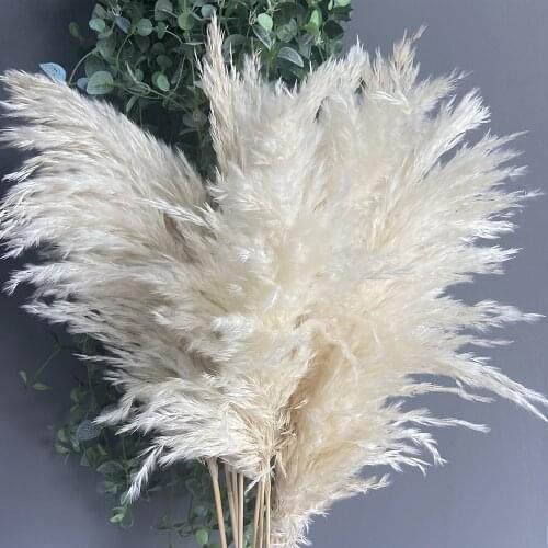80CM Natural Real Dried Pampas Grass Decor Elegant Large Fluffy Reed Flowers Bouquet Home Decoration Wedding Venue Layout Flower