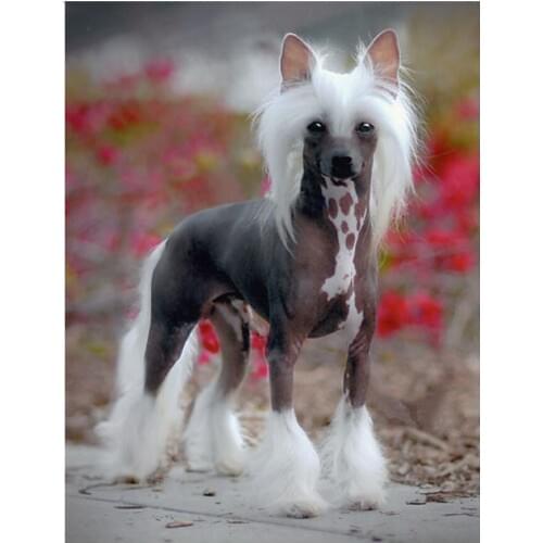 5D Diy Diamond Painting Cross Stitch chinese crested dog Full Square round Drill Diamond Mosaic Diamond Embroidery icon wall art