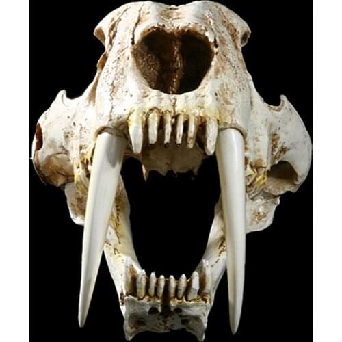 Resin saber tooth tigerl skull sketch practice classroom teaching accessories Animal skull model