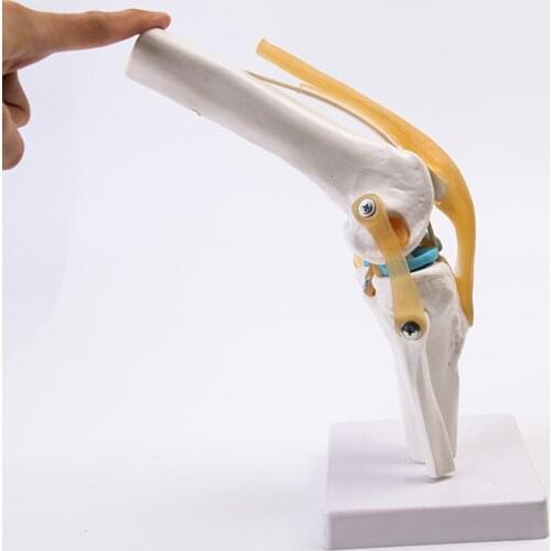 Detachable knee joint model handt/foot/shoulder/hip joint teaching model
