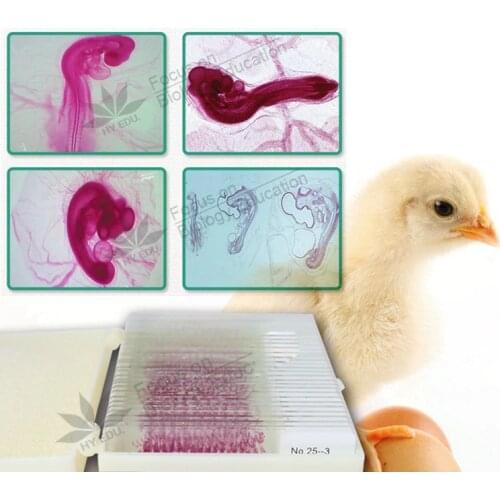 44PCS Embryological Specimen Slices 24/48/72/96 Hours 15 Varieties of Chicken Embryos Serial Section Microscope Slide
