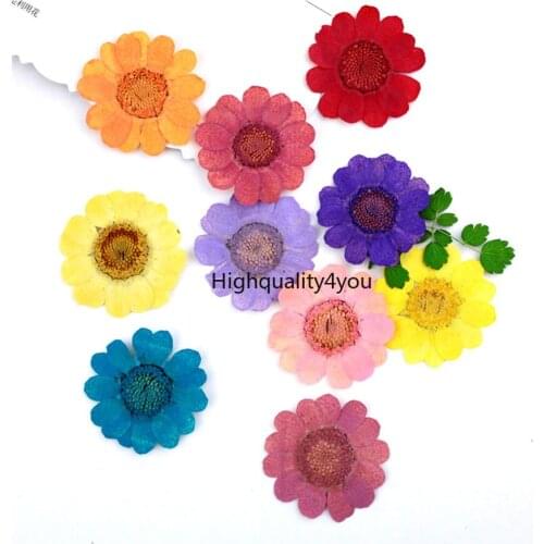 120pcs 2-3cm Pressed Dried Chrysanthemum Multicaule Flower For Wedding Party Jewelry Phone Case Lampshade Candle Art&Craft DIY