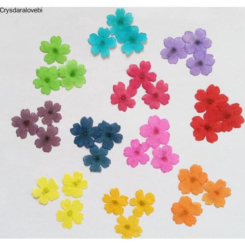 120pcs Pressed Dried 1-2cm Mini Verbena Flower Plant Herbarium For Jewelry Postcard Invitation Card Phone Case Bookmark DIY