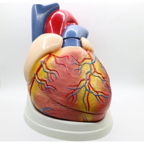5 times big PVC Cardiac anatomy heart model Medical teaching tool instructional tool Clinic Figurines