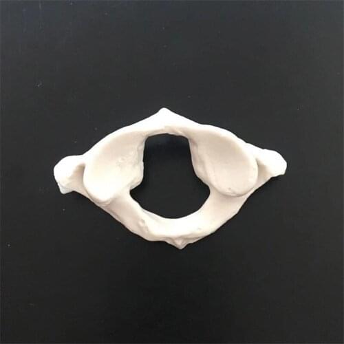 C1 Cervical vertebra Model for Medical Science Educational