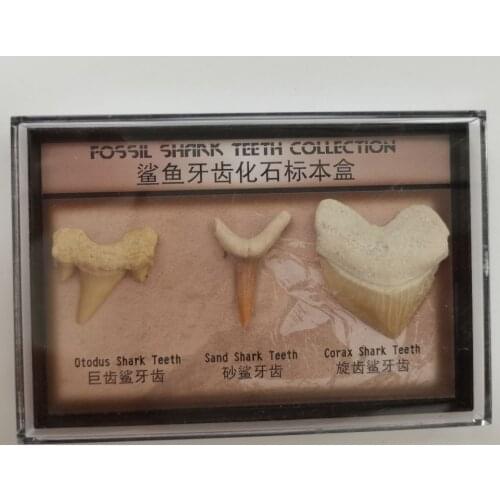 A box Natural Stone Megalodon Tooth Fossil Decoration Fossil Shark Teeth Marine Biology Science Teaching Specimen