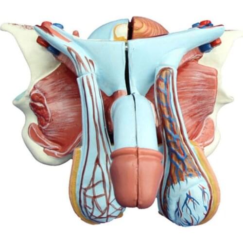 Reproductive System Male Genital Organ Model