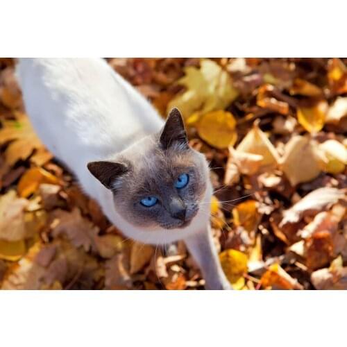 Siamese cat The wooden puzzle 1000 pieces ersion jigsaw puzzle white card adult childrens educational toys