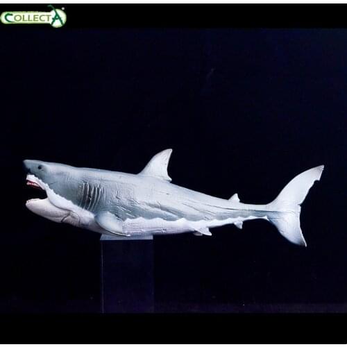 Collecta Carcharodon megalodon (Agassiz，1843) 88887