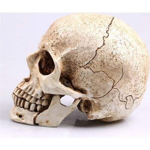 [MGT]Sculpture Halloween Decoration 1:1 Animal Skull Model Life Replica Medic Medical Model Resin Crafts Decoration high quality