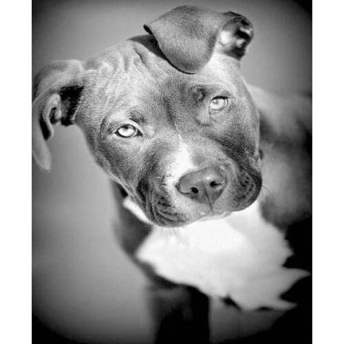 5d diamond painting full drill square Black and White Pitbull Dogs Photo Diamond Embroidery Animal Patterns Rhinestone Mosaic h6