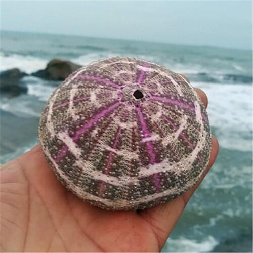 11-13 Large-size sea urchin shell rare shell conch decoration shell conch wedding table DIY