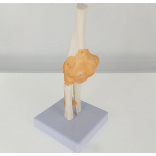Elbow Joint Anatomical Model Skeleton Human Medical Anatomy Life Size Functional Type Teaching Resources