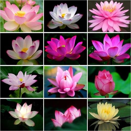 DIY 5D Diamond Painting Full Round Square Resin Mosaic Diamond Embroidery Cross Stitch Kits Wall Art Clear Lotus