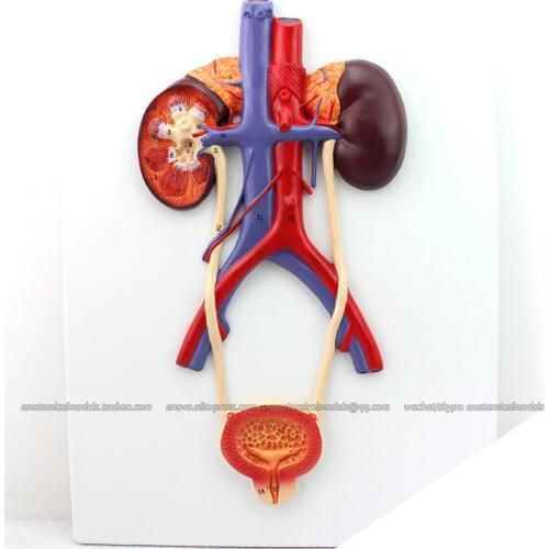 CMAM/12422 Urinary System, Genitourinary Medical Teaching Anatomical Model