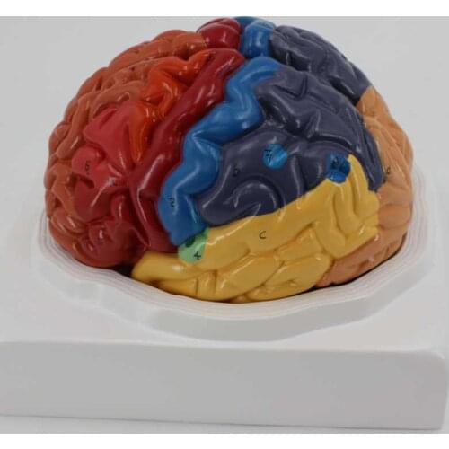 2 Part Color Human Brain Function Domain Anatomy Anatomical Model Medical Artificial Cerebral Cortex Teaching 1:1 Brain Anatomy