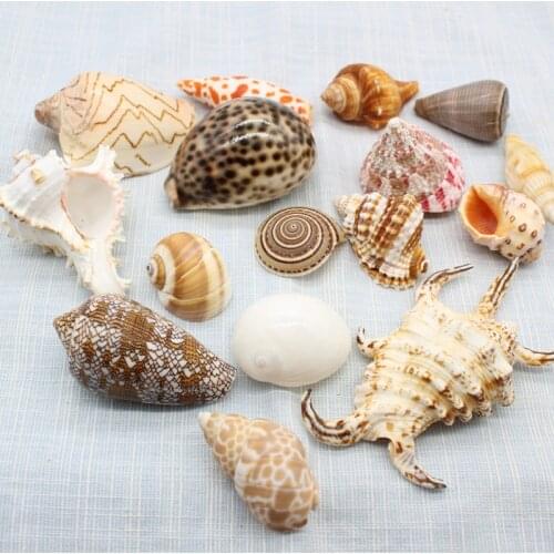 16pcs Ocean Sea shells Wedding Decor Beach Theme Party, Seashells Home Decorations, Fish Tank, sea star