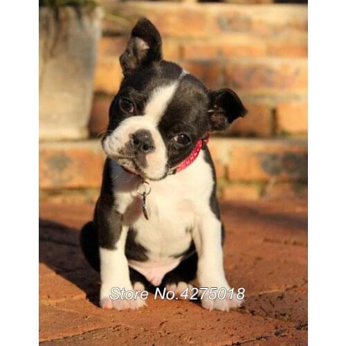 DIY Diamond Painting Cross Stitch Boston Terrier 5D Full Embroidery pet dog Square rhinestone Mosaic Home Decor YG421