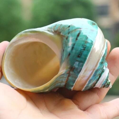 Natural Shell Conch Coral Peeled Green Turban Snail Aquarium Decoration Specimen Snail Collection Gift Sea Green Snail