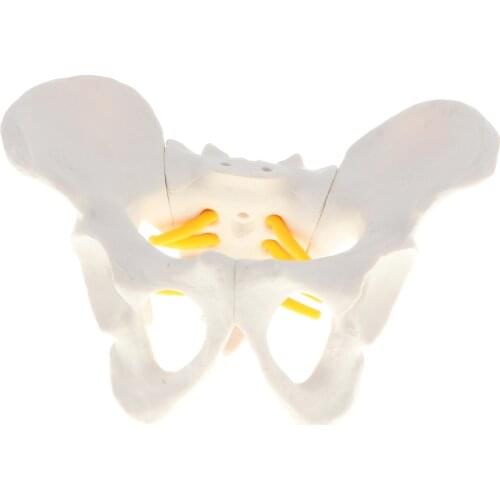 Female Pelvic Skeleton Anatomical Model, Science Classroom Study Display, Mini Sized