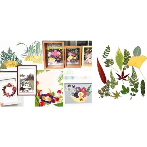 15Pcs Natural Fern Leaves Pressed Press Dried Flower Real Dried Flower Plant