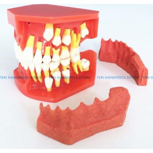 2018 good quality New Arrival Dental Tooth Teeth Anatomical Anatomy Model Children Dental Model