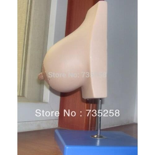 Lactating Breasts Anatomical Model,Breast Model,Lactating Breasts Structure Model