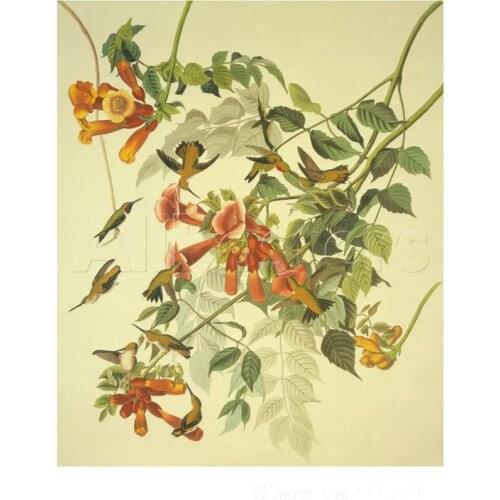 Paintings by John James Audubon Ruby Throated Hummingbird famous Birds art High quality Hand painted