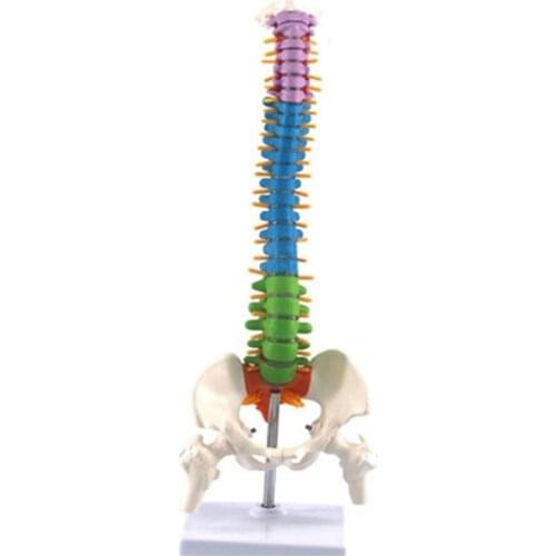 45Cm with Pelvic Human Anatomical Anatomy Spine Spinal Column Model Teaching Resources for Students