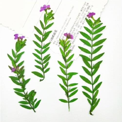100pcs Pressed Dried Flower Cuphea hookeriana Walp Leaf For Epoxy Resin Jewelry Making Makeup Face Bookmark Nail Art Craft DIY