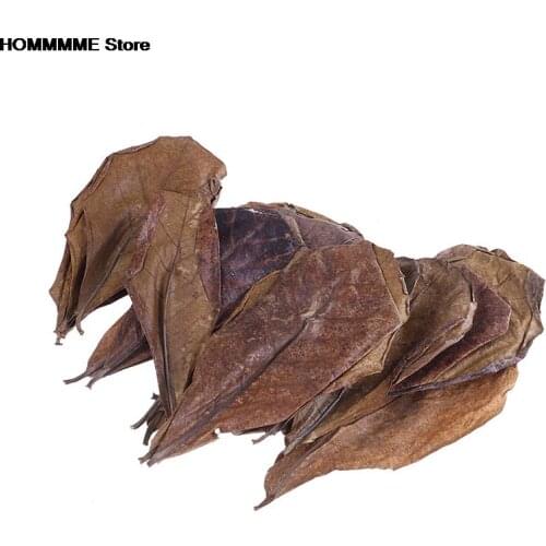 20pcs/LOT Indian Almond Tree Olive Leaf For Aquarium Water To Balance PH Acidity Natural Leaves Almond Tree 50-60g