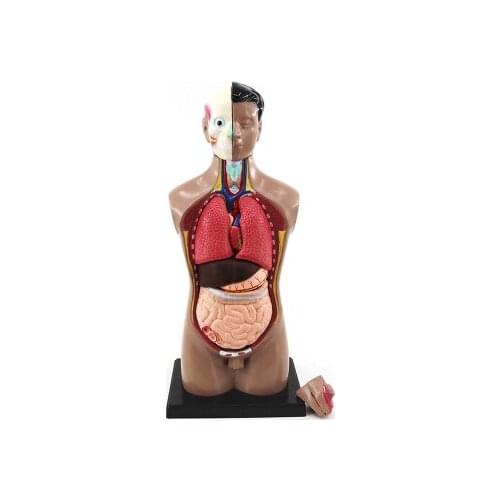 Torso model human internal organs anatomy male female torso anatomy organ structure 42cm