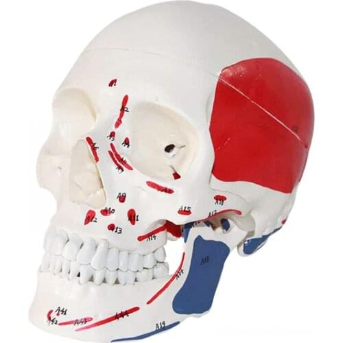 Life Size Human Coloring Skull Anatomy Model Muscle Start and End Coloring Education Preschool Science Home School Teaching