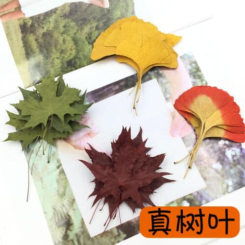 True Leaves Plant Specimen Ginkgo Leaves Embossed Embossed Dried Flowers Maple Leaves Eucalyptus Leaves Preserved Fresh Flower