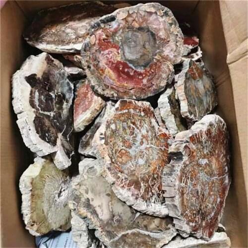 Natural wood fossil polished cut pieces crystals healing for folk crafts