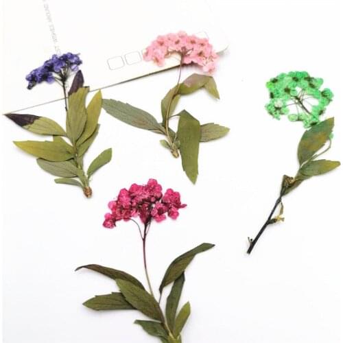 60pcs Pressed Dried Plum Blossom Flower Plants Herbarium For Jewelry Phone Case Photo Frame Bookmark Scrapbook Postcard DIY